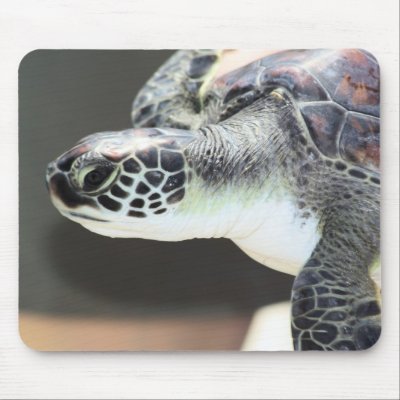 Baby Sea Turtle Mousepad by brendathour