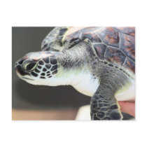 Baby Sea Turtle Postcard