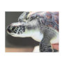 Baby Sea Turtle Postcard