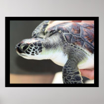 Baby Sea Turtle Poster
