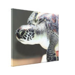Baby Sea Turtle Stretched Canvas Print