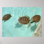 Baby sea turtles posters