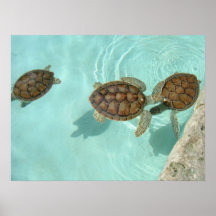 Baby sea turtles posters