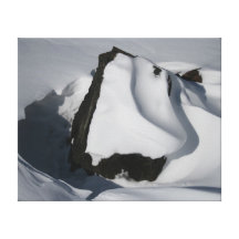 Baby Seal Hiding Gallery Wrap Canvas