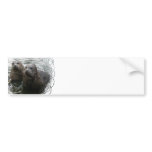 Baby Seals Bumper Sticker