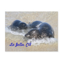 Baby seals in La Jolla Post Cards
