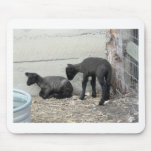 baby sheep 2 mouse pad