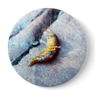 Baby Shrimp Buttons by CreatureCreations