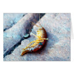 Baby Shrimp Greeting Card