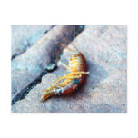 Baby Shrimp Postcard