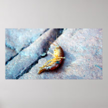 Baby Shrimp Poster