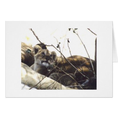 Baby Simba (Lion) Greeting Card by HLBeach