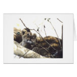 Baby Simba (Lion) cards