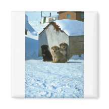 Baby Sled Dogs