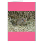 baby squirrel greeting cards