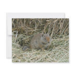 baby squirrel announcement