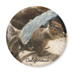 Baby Squirrel magnets