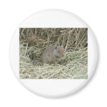 baby squirrel refrigerator magnet