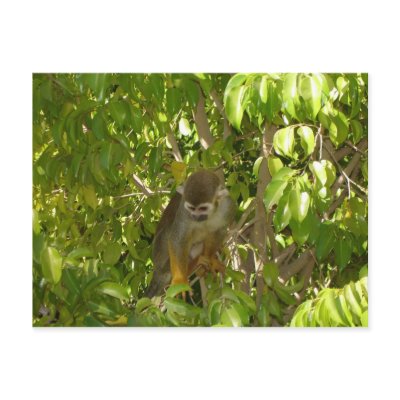 baby squirrel monkey postcards by MorganJade