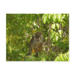 baby squirrel monkey postcards
