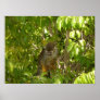 Baby Squirrel Monkey Posters