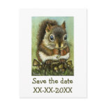 Baby squirrel post cards