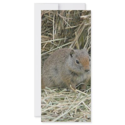 baby squirrel customized rack card by pinkypetals