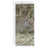 baby squirrel rack cards