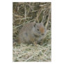 baby squirrel stationery