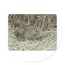 baby squirrel round stickers