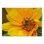 Baby Sunflower Cards