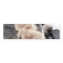 Baby Swans Bumper Stickers