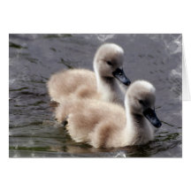 Baby Swans Greeting Card