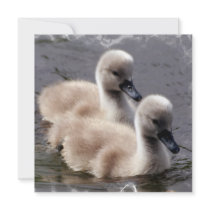 Baby Swans Invitation