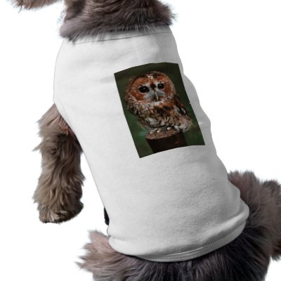 Baby Tawny Owl Pet Clothes by alternateworlds