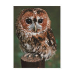 Baby Tawny Owl Postcard