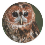 Baby Tawny Owl Round Sticker