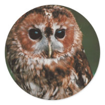 Baby Tawny Owl Round Sticker