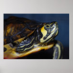 Baby Terrapin posters