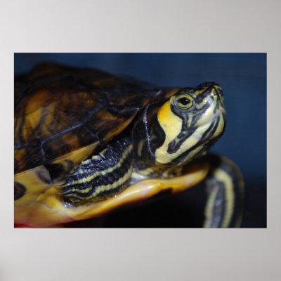 Baby Terrapin Print by madelinegoulds