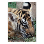 Baby Tiger cub lying down Greeting Card
