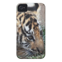 Baby Tiger cub lying down iPhone 4 Cases