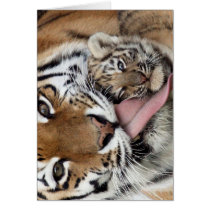 Baby Tiger Having a Bath Card
