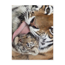 Baby Tiger Having a Bath Post Card