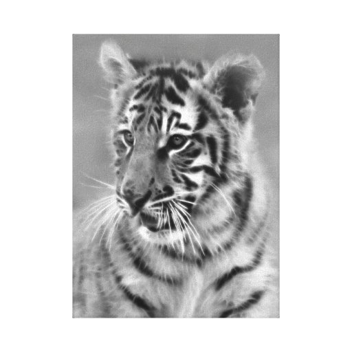 Baby Tiger in Black and white Canvas Prints