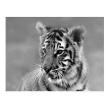 Baby Tiger in Black and white Postcard