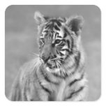 Baby Tiger in Black and white Square Stickers