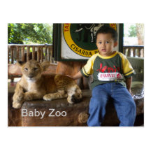 Baby tiger post card