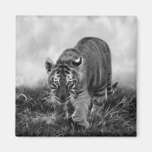 Baby Tiger stalking in Black and white Refrigerator Magnet