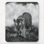 Baby Tiger stalking in Black and white Mouse Pad